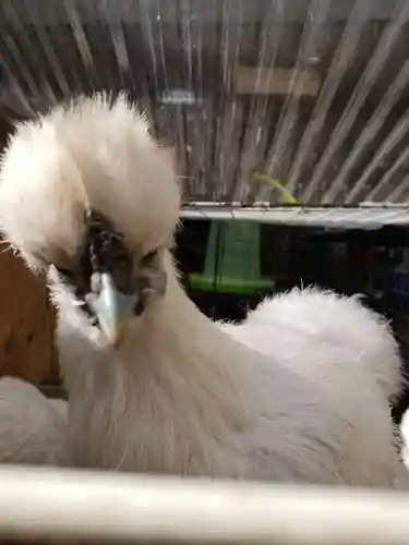 榮久山大法寺の動物