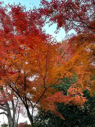 達磨寺(群馬県)