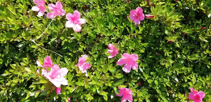 四山神社の自然