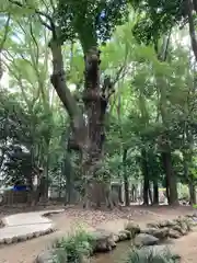 生田神社(兵庫県)