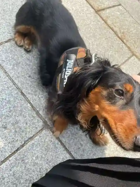 彌彦神社 (伊夜日子神社)の動物