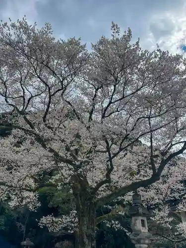 岐阜護國神社の{uncategorized: "未分類", other: "その他", undefined: "問題あり", building: "その他建物", grave: "お墓", sacred_gate: "鳥居", guardian: "狛犬", statue: "像", buddha: "仏像", history: "歴史", nature: "自然", garden: "庭園", animal: "動物", pagoda: "塔", temizu: "手水舎", mountain_gate: "山門・神門", sanctuary: "本殿・本堂", subordinate: "末社・摂社", art: "芸術", scenery: "景色", jizo: "地蔵", ema: "絵馬", goshuin: "御朱印", omikuji: "おみくじ", items: "授与品その他", amulet: "お守り", goshuincho: "御朱印帳", eats: "食事", festival: "お祭り", votive_dance: "神楽", shichigosan: "七五三参", wedding: "結婚式", experience: "体験その他", initially: "初詣", around: "周辺", anti_infection: "感染症対策"}