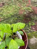 大宮温泉神社の動物
