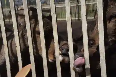 相州春日神社(神奈川県)