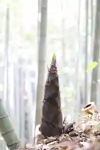 石清水八幡宮の自然(2021年04月28日(水) 13時07分55秒投稿)