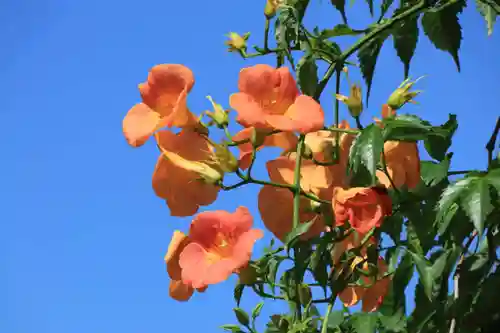 大鏑神社の自然