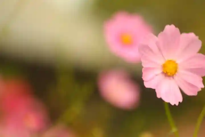 般若寺 ❁コスモス寺❁(奈良県)