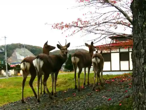 厚岸神社の動物