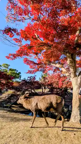 夫婦大國社（春日大社末社）(奈良県)