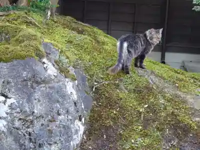御誕生寺（猫寺）(福井県)