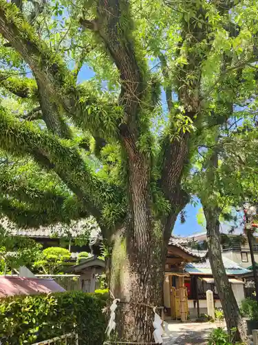 稲爪神社の自然