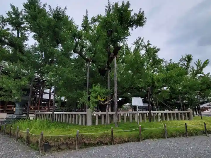 本願寺(西本願寺)の自然