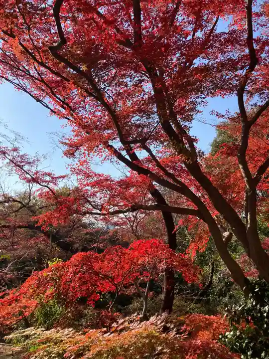 明王院(満願寺別院)の自然