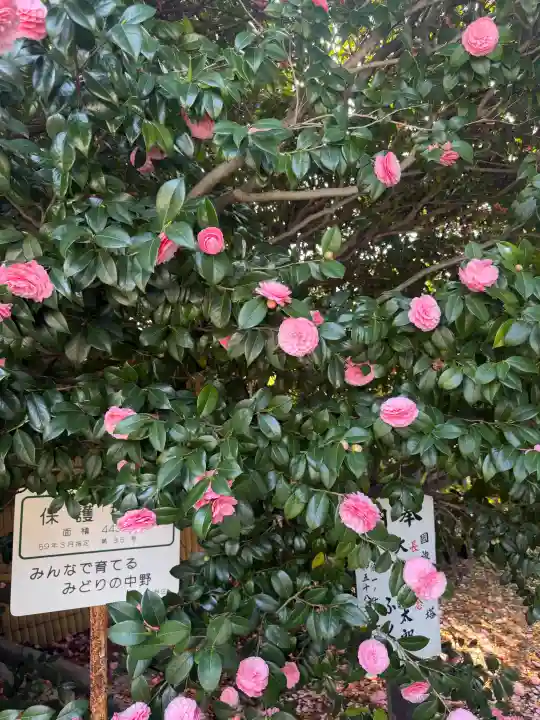 中野沼袋氷川神社の{uncategorized: "未分類", other: "その他", undefined: "問題あり", building: "その他建物", grave: "お墓", sacred_gate: "鳥居", guardian: "狛犬", statue: "像", buddha: "仏像", history: "歴史", nature: "自然", garden: "庭園", animal: "動物", pagoda: "塔", temizu: "手水舎", mountain_gate: "山門・神門", sanctuary: "本殿・本堂", subordinate: "末社・摂社", art: "芸術", scenery: "景色", jizo: "地蔵", ema: "絵馬", goshuin: "御朱印", omikuji: "おみくじ", items: "授与品その他", amulet: "お守り", goshuincho: "御朱印帳", eats: "食事", festival: "お祭り", votive_dance: "神楽", shichigosan: "七五三参", wedding: "結婚式", experience: "体験その他", initially: "初詣", around: "周辺", anti_infection: "感染症対策"}