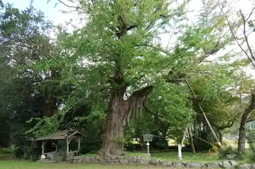 國分寺（国分寺）の自然