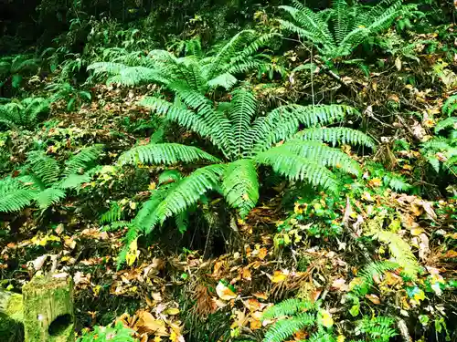 十和田神社の自然
