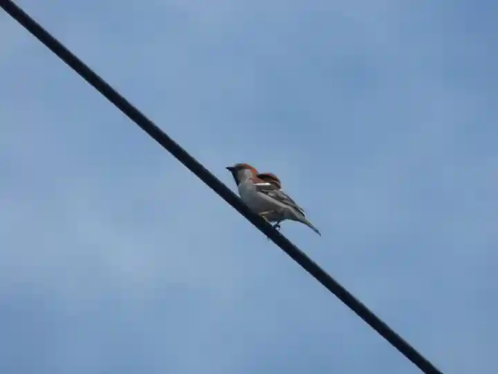 留辺蘂神社の動物
