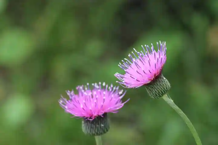 国宝 大法寺の自然