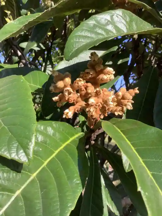 勝川廃寺「醍醐寺跡」の自然