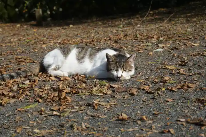 唐澤山神社の動物