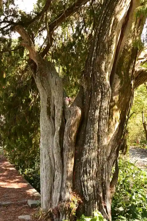 大水上神社(香川県)