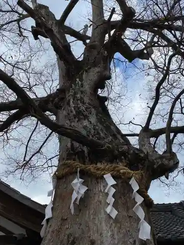 齋宮神社の自然