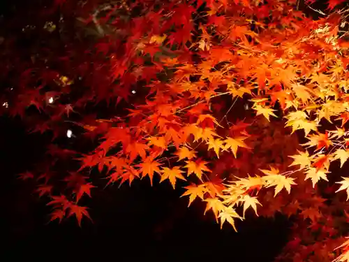 東寺（教王護国寺）の自然