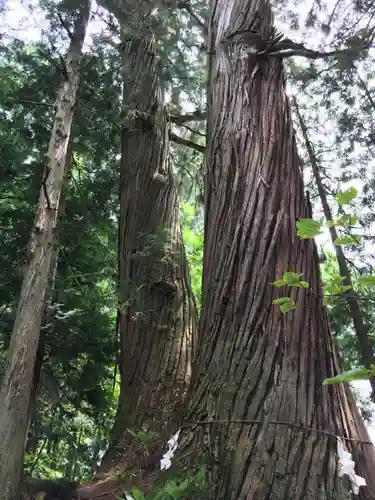 戸隠神社火之御子社の自然