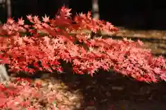 滑川神社 - 仕事と子どもの守り神の自然