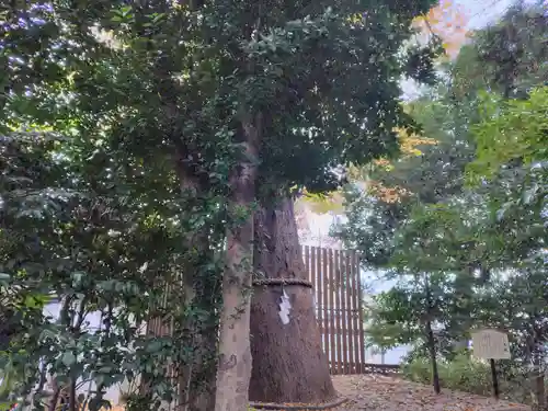 鎮守氷川神社(埼玉県)