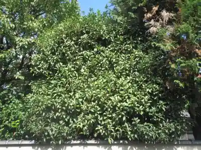 天真寺(東京都)