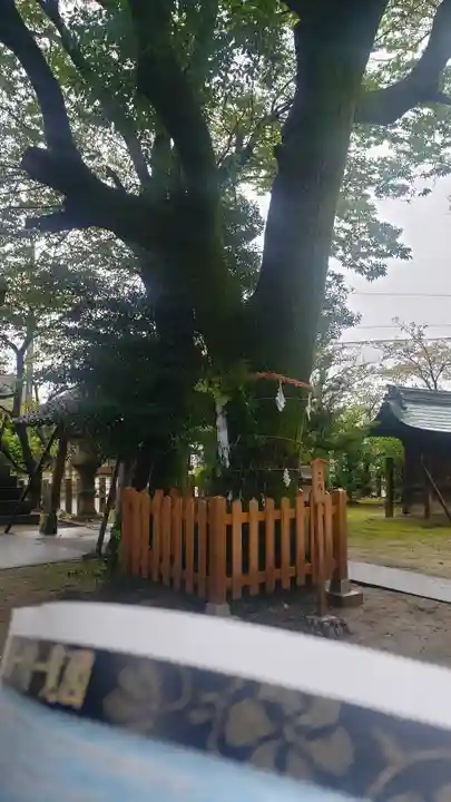 大神神社(花池)の自然