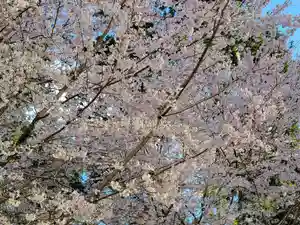 天宮神社の自然(2022年03月27日(日) 18時16分00秒投稿)