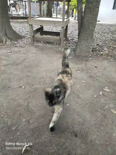 布多天神社の動物