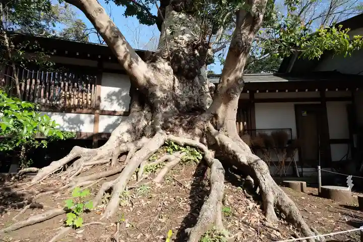 皇大神宮(烏森神社)の自然