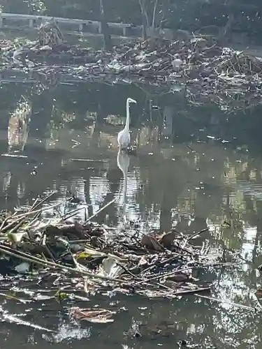 白山神社(新潟県)