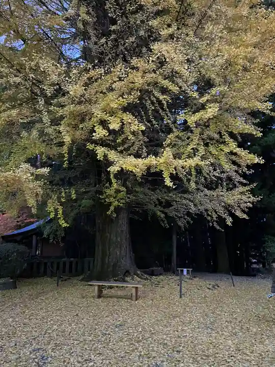 北口本宮冨士浅間神社の自然
