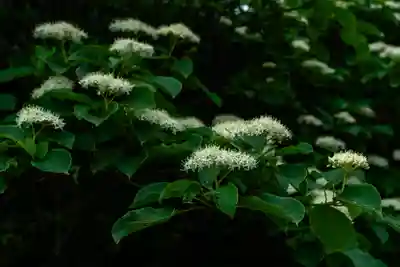 月山神社本宮の自然