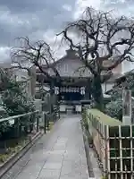 地蔵院(椿寺)(京都府)