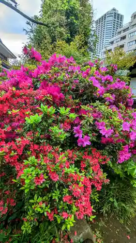 白金氷川神社の自然