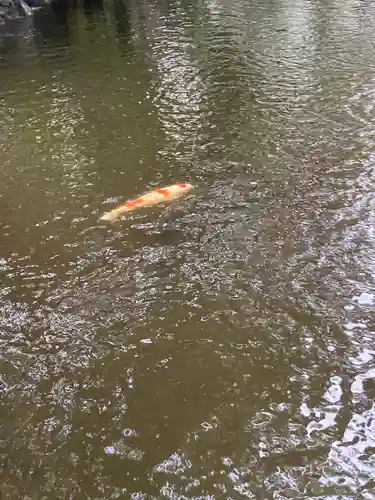 平塚八幡宮(神奈川県)