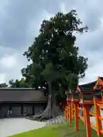 春日大社の自然