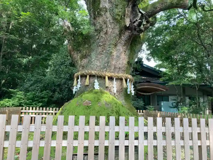 熱田神宮の自然