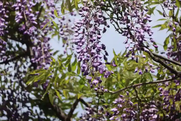 國領神社の{uncategorized: "未分類", other: "その他", undefined: "問題あり", building: "その他建物", grave: "お墓", sacred_gate: "鳥居", guardian: "狛犬", statue: "像", buddha: "仏像", history: "歴史", nature: "自然", garden: "庭園", animal: "動物", pagoda: "塔", temizu: "手水舎", mountain_gate: "山門・神門", sanctuary: "本殿・本堂", subordinate: "末社・摂社", art: "芸術", scenery: "景色", jizo: "地蔵", ema: "絵馬", goshuin: "御朱印", omikuji: "おみくじ", items: "授与品その他", amulet: "お守り", goshuincho: "御朱印帳", eats: "食事", festival: "お祭り", votive_dance: "神楽", shichigosan: "七五三参", wedding: "結婚式", experience: "体験その他", initially: "初詣", around: "周辺", anti_infection: "感染症対策"}