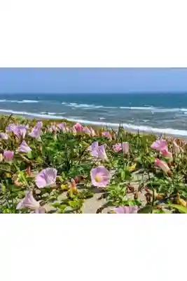 白羽海岸のハマヒルガオ