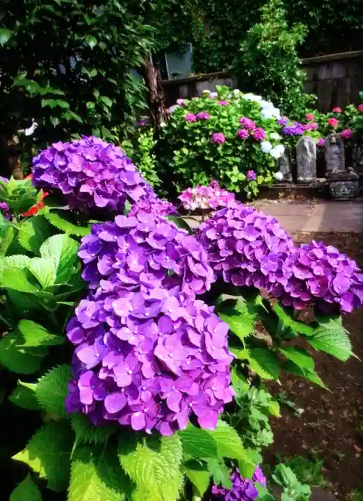 福王山 慈眼寺の自然