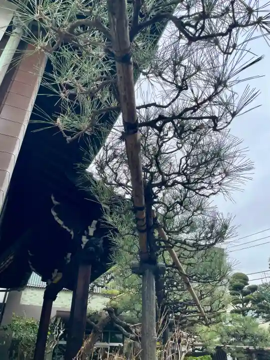妙情寺の{uncategorized: "未分類", other: "その他", undefined: "問題あり", building: "その他建物", grave: "お墓", sacred_gate: "鳥居", guardian: "狛犬", statue: "像", buddha: "仏像", history: "歴史", nature: "自然", garden: "庭園", animal: "動物", pagoda: "塔", temizu: "手水舎", mountain_gate: "山門・神門", sanctuary: "本殿・本堂", subordinate: "末社・摂社", art: "芸術", scenery: "景色", jizo: "地蔵", ema: "絵馬", goshuin: "御朱印", omikuji: "おみくじ", items: "授与品その他", amulet: "お守り", goshuincho: "御朱印帳", eats: "食事", festival: "お祭り", votive_dance: "神楽", shichigosan: "七五三参", wedding: "結婚式", experience: "体験その他", initially: "初詣", around: "周辺", anti_infection: "感染症対策"}
