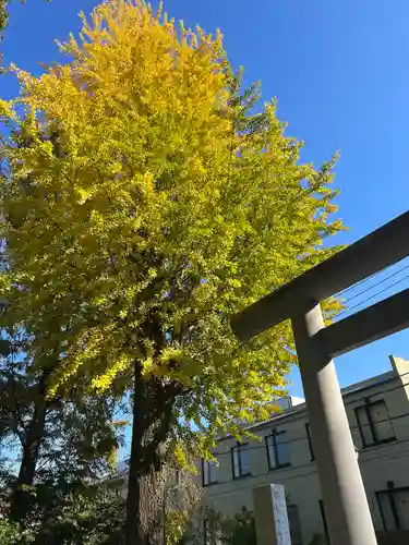 阿佐ヶ谷神明宮の自然