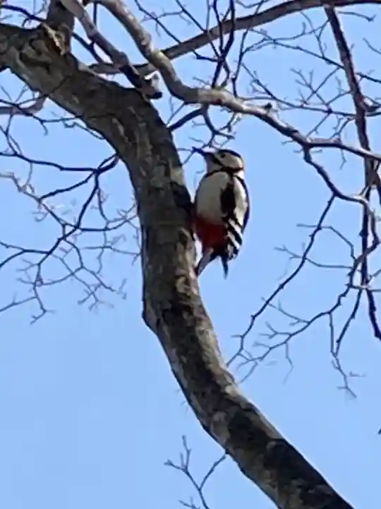 南幌神社の動物
