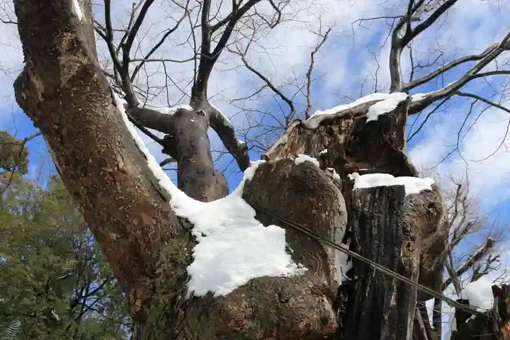 阿邪訶根神社の自然